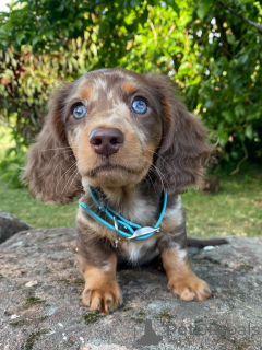 Zdjęcie №3. Mały rozmiarem, wielki sercem poznaj Milo, nieustraszonego małego odkrywcę,. Niemcy