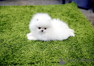 Zdjęcie №1.  - na sprzedaż w Leeds | Bezpłatny | Zapowiedź №163245