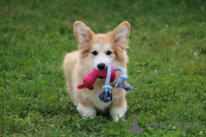 Zdjęcie №3. Natalia. Białoruś