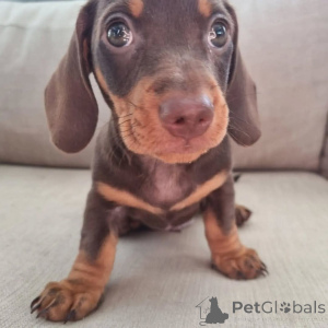 Zdjęcie №3. ** Urocze szczenięta jamnika do adopcji! ** Te słodkie, wesołe i kochające. Kanada