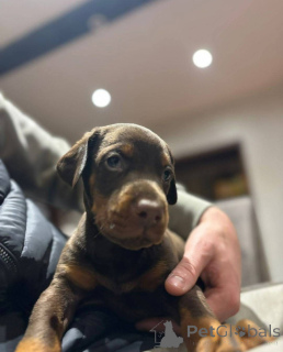 Zdjęcie №4. Sprzedam pies nierasowy w Glasgow. hodowca - cena - 4066zł