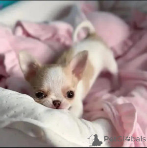 Zdjęcie №2 do zapowiedźy № 164729 na sprzedaż   - wkupić się Francja 