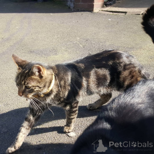 Zdjęcie №2 do zapowiedźy № 155916 na sprzedaż  kot domowy - wkupić się Niemcy hodowca