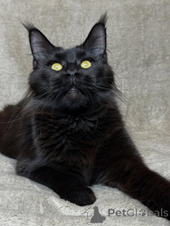 Zdjęcie №2 do zapowiedźy № 160069 na sprzedaż  maine coon - wkupić się Holandia prywatne ogłoszenie