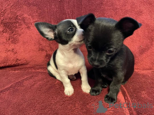 Zdjęcie №1. chihuahua (rasa psów) - na sprzedaż w Fruashapel | negocjowane | Zapowiedź №170462