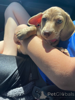 Zdjęcie №3. Sprzedam szczenięta jamnika Champion Bloodline. Niemcy