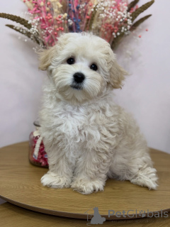 Zdjęcie №2 do zapowiedźy № 158006 na sprzedaż  maltipu - wkupić się Niemcy prywatne ogłoszenie