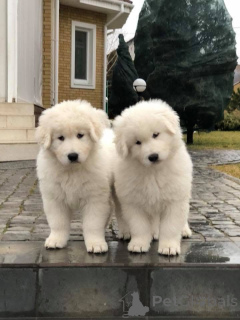 Zdjęcie №2 do zapowiedźy № 146698 na sprzedaż   - wkupić się Ukraina prywatne ogłoszenie