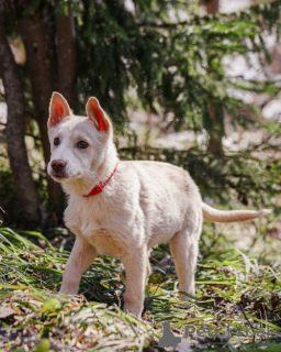 Zdjęcie №2 do zapowiedźy № 167143 na sprzedaż  pies nierasowy - wkupić się Federacja Rosyjska prywatne ogłoszenie