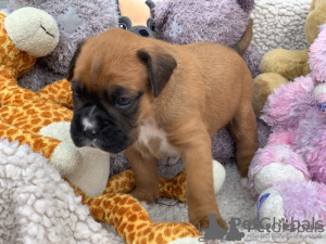 Zdjęcie №2 do zapowiedźy № 132492 na sprzedaż  pies nierasowy - wkupić się Niemcy prywatne ogłoszenie, od żłobka, ze schronu, hodowca