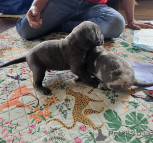 Zdjęcie №3. Upeita sinisiä cane corso -pentuja. Finlandia