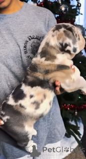 Zdjęcie №2 do zapowiedźy № 161249 na sprzedaż  american mastiff - wkupić się Finlandia hodowca