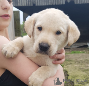 Zdjęcie №4. Sprzedam labrador retriever w Paryż. prywatne ogłoszenie - cena - negocjowane