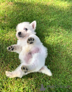 Zdjęcie №2 do zapowiedźy № 148413 na sprzedaż  yorkshire terrier - wkupić się USA prywatne ogłoszenie