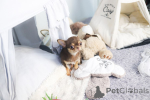 Zdjęcie №1. chihuahua (rasa psów) - na sprzedaż w St. Louis | 2085zł | Zapowiedź №168756