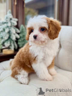 Zdjęcie №3. Poznaj Olivera, Delikatnego Dżentelmena o Złotym Sercu. Niemcy