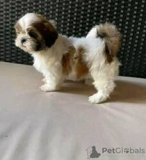 Zdjęcie №1. shih tzu - na sprzedaż w Wiedeń | 1435zł | Zapowiedź №160992