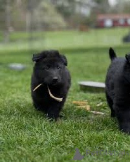 Zdjęcie №4. Sprzedam groenendael w Antwerpia. prywatne ogłoszenie, hodowca - cena - 4784zł