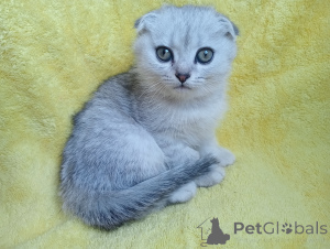 Zdjęcie №4. Sprzedam scottish fold w Stawropol. prywatne ogłoszenie, hodowca - cena - 1289zł
