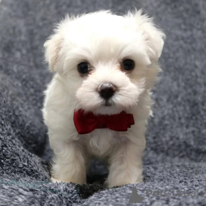 Zdjęcie №3. Magnifiques chiots Bichons maltais à la recherche de leur foyer pour la vie. Francja