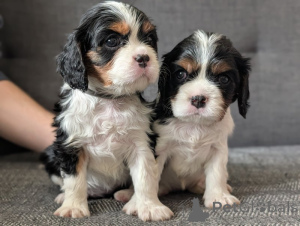 Zdjęcie №1. cavalier king charles spaniel - na sprzedaż w Contern | negocjowane | Zapowiedź №169257