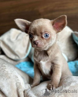 Zdjęcie №1. chihuahua (rasa psów) - na sprzedaż w Monachium | 3109zł | Zapowiedź №161863