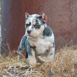 Zdjęcie №1. american bully - na sprzedaż w Brema | 4779zł | Zapowiedź №147456
