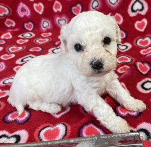 Zdjęcie №1. bichon frise - na sprzedaż w Lipsk | negocjowane | Zapowiedź №174706