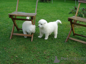 Zdjęcie №4. Sprzedam samojed (rasa psa) w Skellefteå. prywatne ogłoszenie, hodowca - cena - 4305zł