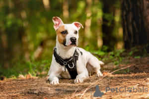 Zdjęcie №4. Sprzedam pies nierasowy w Москва.  - cena - Bezpłatny