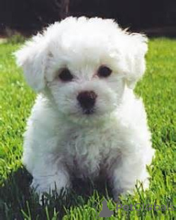 Zdjęcie №1. bichon frise - na sprzedaż w Newport Beach | Bezpłatny | Zapowiedź №124103