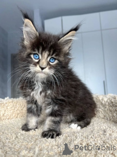 Zdjęcie №2 do zapowiedźy № 167927 na sprzedaż  maine coon - wkupić się Węgry prywatne ogłoszenie, hodowca