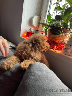 Zdjęcie №3. Mini pudel. Serbia