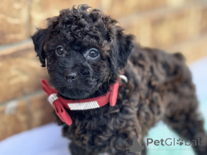 Zdjęcie №1. maltipu - na sprzedaż w Bayerbach Bei Ergoldsbach | 4305zł | Zapowiedź №150167