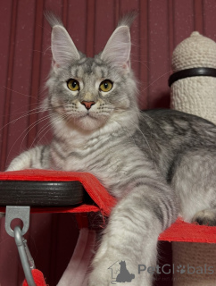 Zdjęcie №3. Przesłoda w postaci futra, poznaj Milo, maszynę radości!. Austria