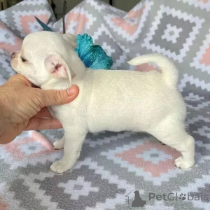 Zdjęcie №4. Sprzedam  w Wysięgnik.  - cena - Bezpłatny