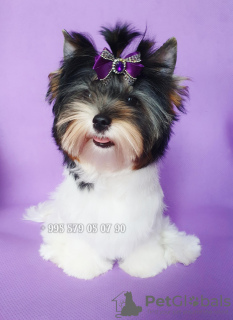 Zdjęcie №1. yorkshire terrier biewer - na sprzedaż w Tbilisi | negocjowane | Zapowiedź №114522