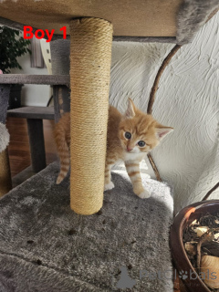 Zdjęcie №2 do zapowiedźy № 144497 na sprzedaż  maine coon - wkupić się Austria hodowca