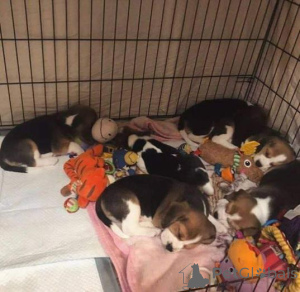 Zdjęcie №2 do zapowiedźy № 159992 na sprzedaż  beagle (rasa psa) - wkupić się Łotwa prywatne ogłoszenie