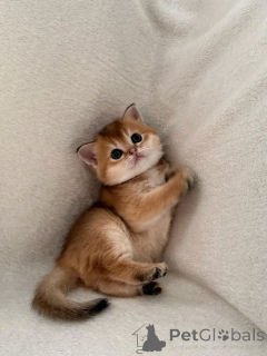 Zdjęcie №2 do zapowiedźy № 137099 na sprzedaż  scottish fold - wkupić się Niemcy hodowca