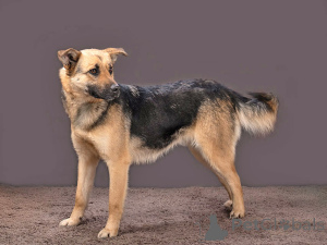 Zdjęcie №2 do zapowiedźy № 165898 na sprzedaż  pies nierasowy - wkupić się Federacja Rosyjska prywatne ogłoszenie