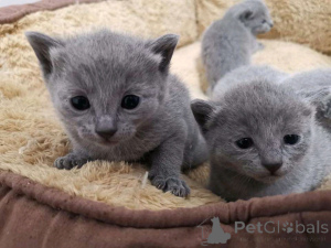 Zdjęcie №1. turecki van - na sprzedaż w Helsinki | 1390zł | Zapowiedź № 160934