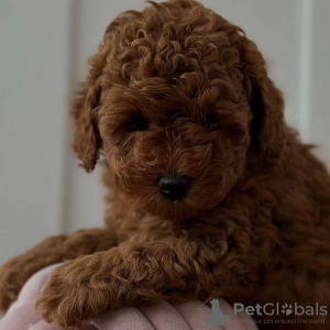 Zdjęcie №4. Sprzedam pudel (zabawka) w Wilno. prywatne ogłoszenie - cena - negocjowane