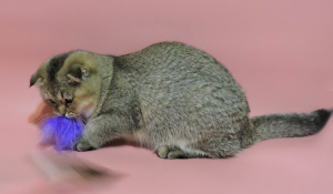 Zdjęcie №3. Szkockie kocięta. Szkocki zwisłouchy.. Ukraina