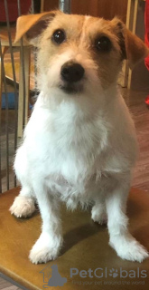 Zdjęcie №4. Sprzedam jack russell terrier w Niżny Nowogród. prywatne ogłoszenie - cena - 413zł