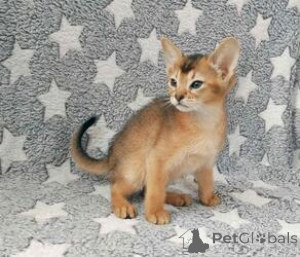 Zdjęcie №1. kot abisyński - na sprzedaż w Bautzen | negocjowane | Zapowiedź № 162295