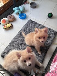 Zdjęcie №3. Sprzedam wspaniałe szczenięta Pomsky. Chorwacja