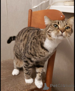 Zdjęcie №3. Sima Cat z zielonymi oczami w dobrych rękach.. Federacja Rosyjska