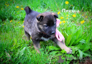 Zdjęcie №1. pies nierasowy - na sprzedaż w Mińsk | Bezpłatny | Zapowiedź №98627