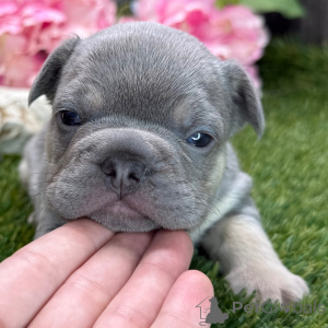 Zdjęcie №2 do zapowiedźy № 136032 na sprzedaż  buldog francuski - wkupić się Niemcy 